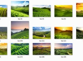 نمونه کار کپتیویت مجموعه ۱۹ تایی از پس زمینه های مزرعه چای جدید